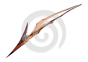 3D Rendering Pteranodon on White