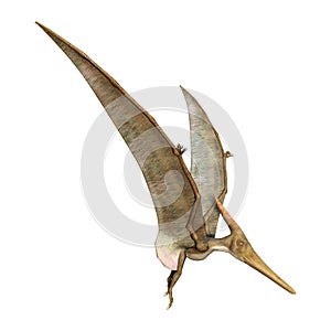3D Rendering Pteranodon on White