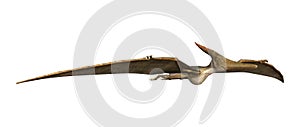 3D Rendering Pteranodon on White