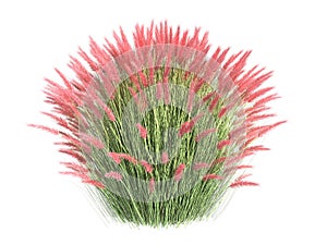 3d rendering of a realistic flower bush from front view isolate