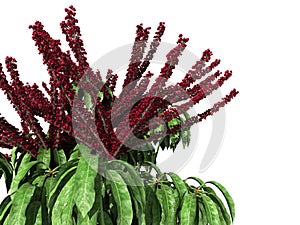 3d rendering of a realistic flower bush from front view isolate