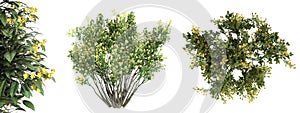 3d rendering of a realistic green top view tree isolated on whit