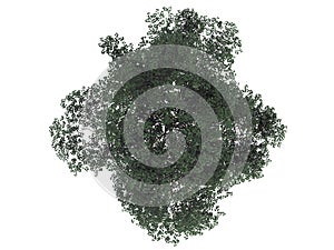 3d rendering of a realistic green top view tree isolated on whit