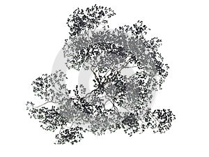 3d rendering of a realistic green top view tree isolated on whit