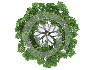 3d rendering of a realistic green tree top view isolated on whit