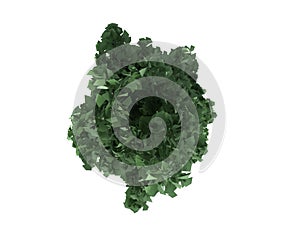 3d rendering of a realistic green tree top view isolated on whit