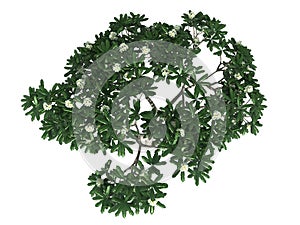 3d rendering of a realistic green tree top view isolated on whit