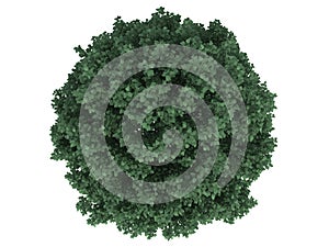 3d rendering of a realistic green tree top view isolated on whit