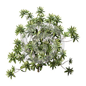 3D Rendering Rhododendron Plant on White