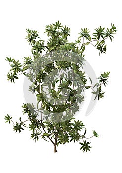 3D Rendering Rhododendron Plant on White