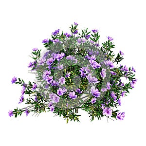 3D Rendering Rhododendron on White