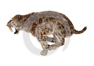 3D Rendering Saber Tooth Tiger on White