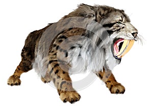 3D Rendering Saber Toothed Tiger on White