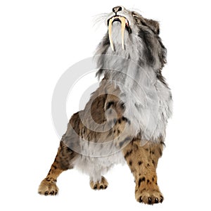 3D Rendering Sabertooth Tiger on White