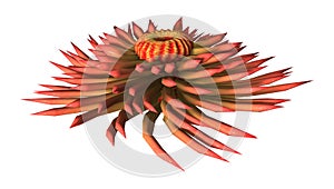 3D Rendering Sea Anemone on White