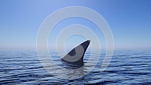 3D rendering of shark fin above water