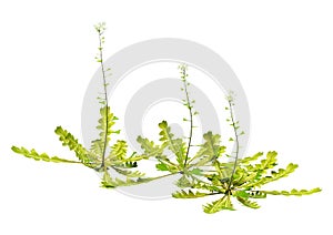 3D Rendering Shepherds Purse Plants on White