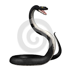 3D Rendering Southern Black Racer on White