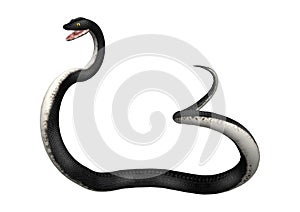 3D Rendering Southern Black Racer on White