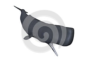 3D Rendering Sperm Whale or Cachalot on White