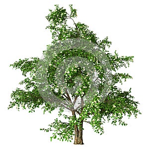 3D Rendering Stewartia Tree on White