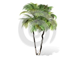 3D rendering - tall coconut trees isolated over a white background