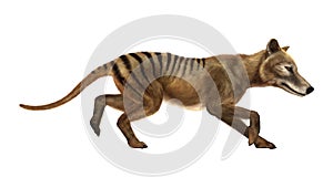 3D Rendering Thylacine on White