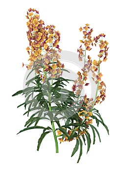 3D Rendering Wallflower Plants on White