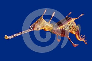 3d rendering of a Weedy seadragon, the ocean creature at Australia and Tasmania island, isolated on blue background with clipping