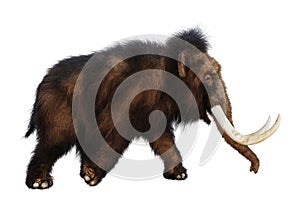 3D Rendering Woolly Mammoth on White