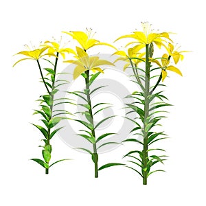 3D Rendering Yellow County Asiatic Lily on White