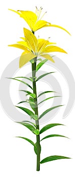 3D Rendering Yellow County Asiatic Lily on White