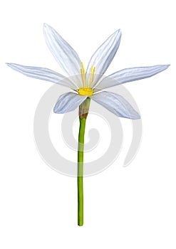 3D Rendering Zephyranthes Flower on White