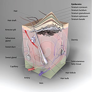 Tridimensional piel 