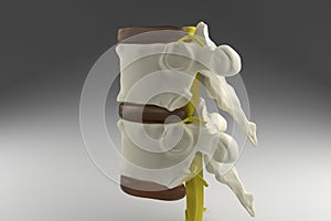 3d spinal cord