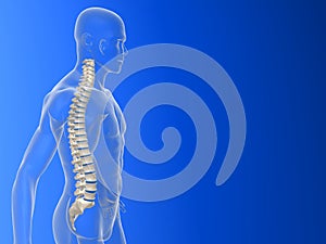 Tridimensional columna vertebral 