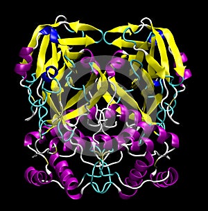 3D structure of coronavirus SARS-CoV-2 main protease, a target for medications against COVID-19. PDB 6LU7
