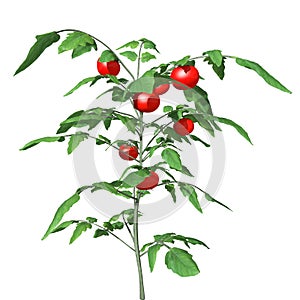 3d Tomato Plant