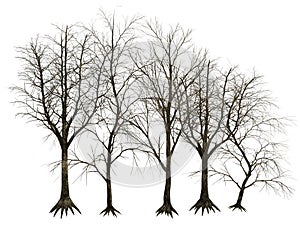 3D trees isolated