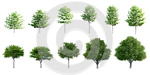 3D Trees Isolated on white background