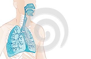 3d vector of the human Respiratory System, lungs, alveoli. Inside larynx nasal throttle anatomy. Man body parts. Hand