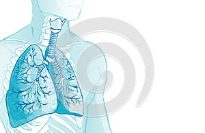 3d vector of the human Respiratory System, lungs, alveoli. Inside larynx nasal throttle anatomy. Man body parts. Hand