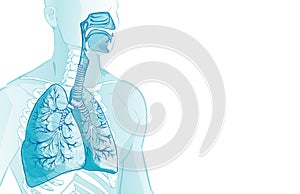 3d vector of the human Respiratory System, lungs, alveoli. Inside larynx nasal throttle anatomy. Man body parts. Hand