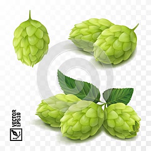 3d vector realistic hop set, for advertising beer and cosmetics