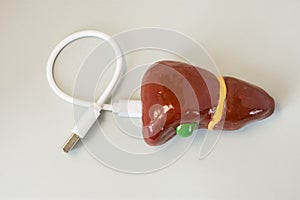 3D volume model of liver and inserted plug into connector for transfer or connect with computer, internet or devices for transmiss