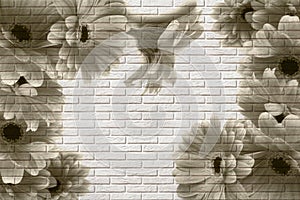 3d wallpaper, gerberas on white brick texture. The fresco effect.