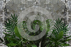 3d wallpaper, leaves of houseplants on concrete wall textured background