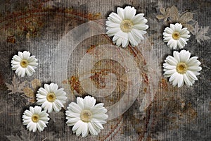 3d wallpaper textere, white chamomiles on abstract canvas textures.