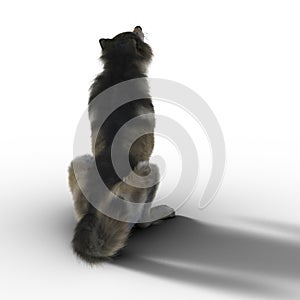 3D Wolf Sitting Isolated