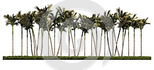 3ds rendering image of front view of palm trees on grasses field